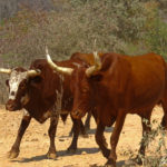 Two cows with long horns walk along the stony track. One is brown while the other is spotted with white.