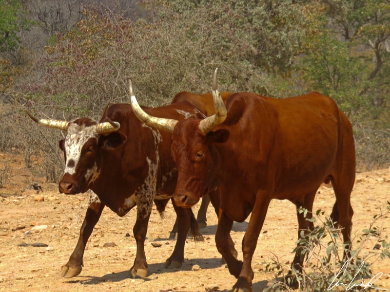 Deux vaches aux longues cornes déambulent au bord de la piste caillouteuse. L’une est marron tandis que l’autre est tachetée de blanc.