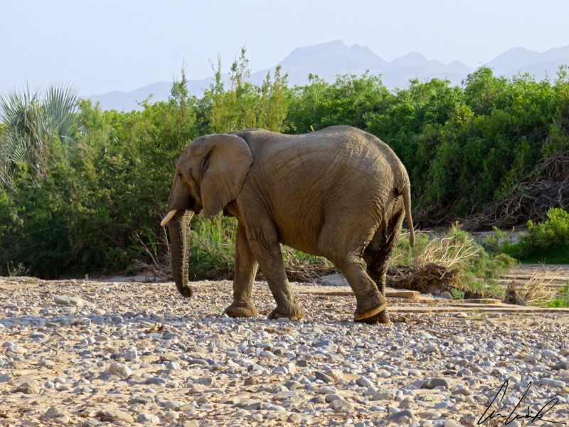 L’éléphant du désert est identique à son frère de la brousse africaine: une trompe, des défenses, des grandes oreilles et des pattes en pilier.