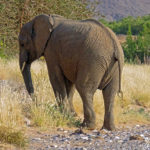 The desert elephant has a thick, wrinkled skin that attracts our attention. Its colour varies from black to light grey or brown.