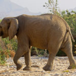 The desert elephant has a slimmer silhouette, higher legs, and more flared feet.