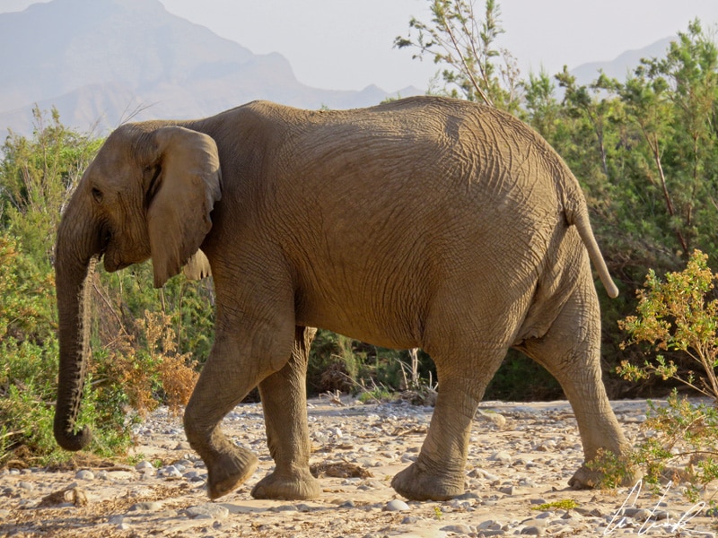 L’éléphant du désert présente une silhouette plus « svelte », des pattes plus hautes, et des pieds plus évasés.
