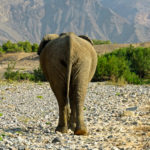 Une fois nourrit et hydraté, l’éléphant du désert reprend tranquillement sa route. Il repart d’un pas nonchalant et chaloupé dans un nuage de poussière.