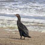 De loin sur cette plage, ce cormoran adulte apparaît tout noir, pattes, doigts palmés et la longue queue compris.