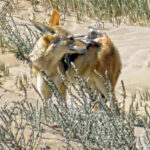 This Black-backed jackal is easily recognizable by its black back. Its chest is cream-coloured and the rest of its body reddish.