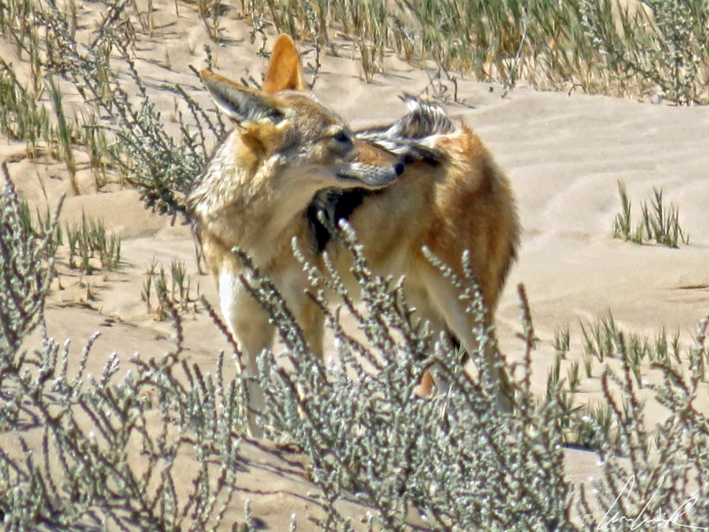 This Black-backed jackal is easily recognizable by its black back. Its chest is cream-coloured and the rest of its body reddish.