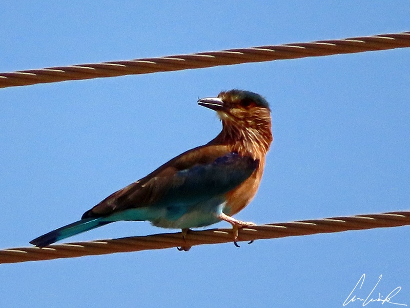 An Indian roller is resting on a wire. Its wings, abdomen and tail have a turquoise to blue-green color.