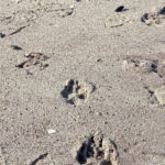 Sur le sable mouillé, les empreintes du chacal à chabraque sont bien visibles: c’est une empreinte de canidé de taille moyenne.