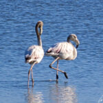 The juvenile flamingo is grey-brown with lighter-colored underparts. The beak is pale bluish grey with a black tip. The eyes are dark. Legs and toes are grey.