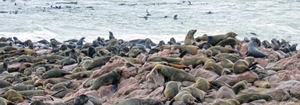 Cape Cross beach is largely occupied by hundreds of thousands of fur seals. The rocks and the ocean are overrun with sea lions basking