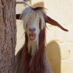 Dans le village d’Al Khitaym, cette chèvre à poils longs marrons ressemble à un vieux sage avec sa barbiche blanche.