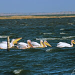 Many white pelicans swim side-by-side and close to the shore, pushing back the fish they catch with their beak pouches. They practice group fishing.