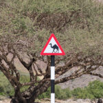 Along the roadside, red and white triangular road signs - Warning Camel crossing - are numerous.