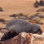 Allongée sur le ventre sur un rocher, une otarie à fourrure se détend sur la côte de Cape Cross pendant la journée.