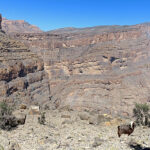 Along the Balcony Walk, small platforms extend into the canyon. There you may meet goats playing stuntmen.