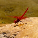 Near the natural pools, red dragonflies perform aerial acrobatics thanks to its 2 pairs of independent wings.
