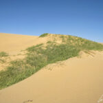 Sur les pentes de sable du désert du Namib, on trouve « Acanthosicyos horridus » aussi connu sous le nom de !Nara. Un seul arbuste peut couvrir une superficie de 1500 m2.