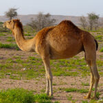 The camel with its light sand-colored coat is 5.9 and 6.6 feet high. Its knees and chest are equipped with pads that protect it from burns.