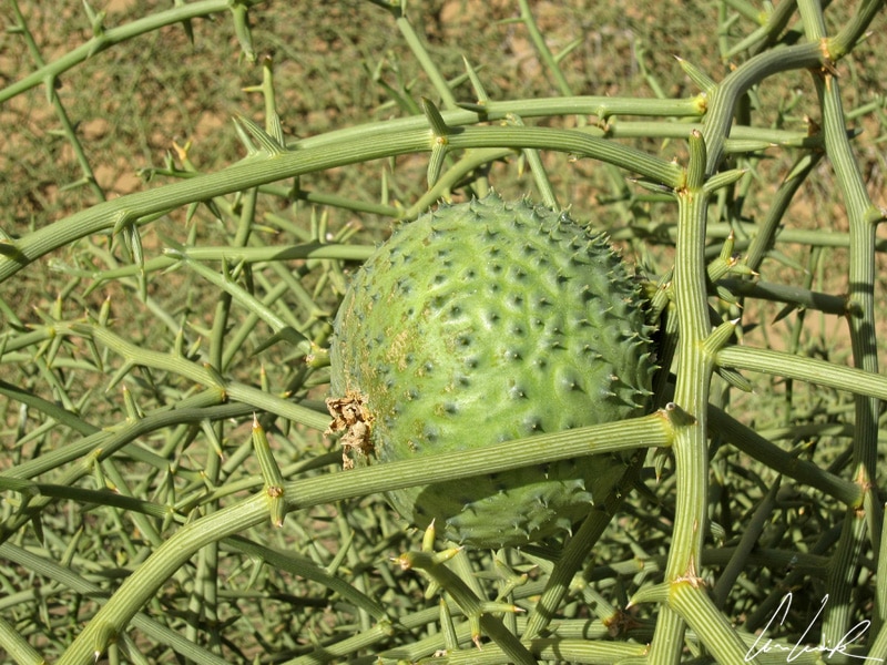 The fruit of the !nara, this very thorny and evergreen bush, looks like a wild melon with thorns. This subglobular berry reaches a diameter of 20 cm and contains many seeds.