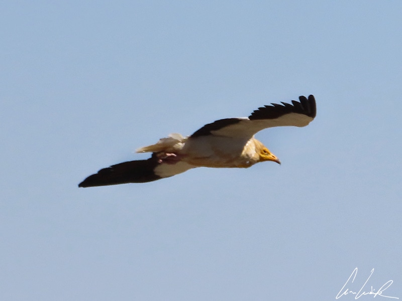 The Egyptian vulture is an elegant bird of prey in flight, all white with black at the back of its wings.