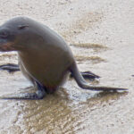 On the beach at Cape Cross, the fur seal moves with ease using its four legs. It moves forward in small leaps.