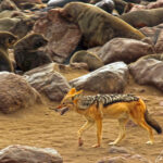 A black jacketed jackal, easily recognizable by the black coat covering its back, wanders among the fur seals.