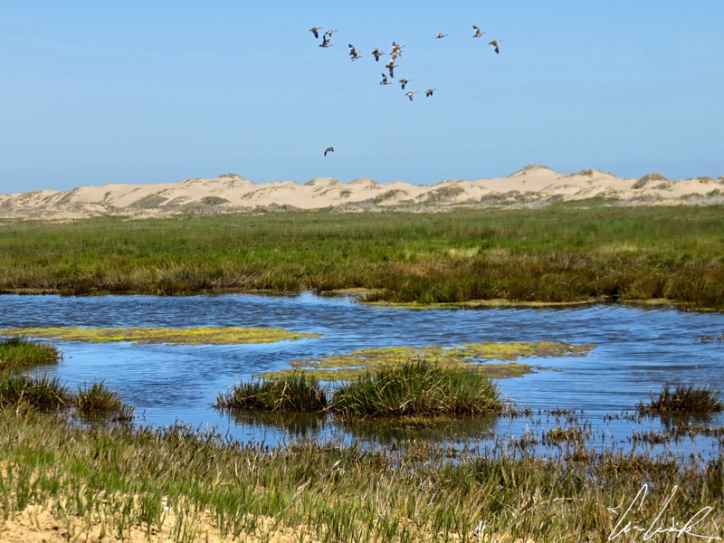 Un petit lagon bien caché au milieu de ces millions de grains de sable. Le bleu du lagon et la végétation verdoyante qui l’entoure tranchent avec les dunes de sable couleur orangée.