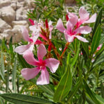 The oleander shrubs of Wadi Bani Khalid bear elegant, fragrant flowers. They are deep pink with five petals.
