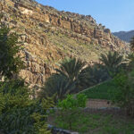 Les maisons du village de Misfat Al Abreyeen dominent les jardins en terrasses et la palmeraie.