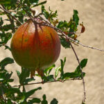 The pomegranate tree is cultivated in the terraces of Misfat Al Abreyeen. The pomegranate, looks a bit like a big apple with a thick skin.