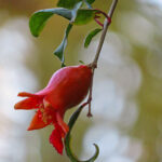La fleur de grenadier ressemble à un long tube épais d’un superbe rouge-orangé très vif. Les feuilles sont d’un beau vert cireux.