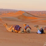 Le guide bédouin entouré de ses trois dromadaires semble dans son élément au milieu de ces dunes.