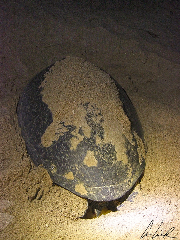 The female green sea turtle digs a large hole. The turtle’s nest is up to one and a half times its size.