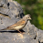 A striated bunting is recognizable by its two-tone yellow and black beak, but also by its head marked with black and white stripes.