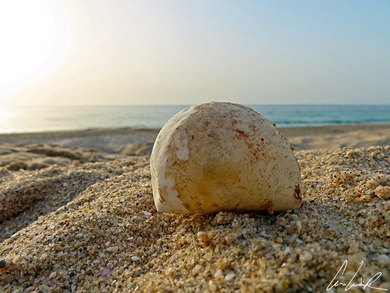 The green turtle's egg is spherical in shape and about the size of a golf ball. The shell is quite soft and has a white color.