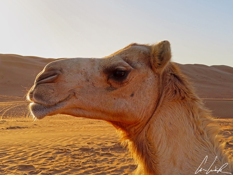 The dromedary snout is very particular with an upper lip shorter than the lower lip and split in two by a furrow