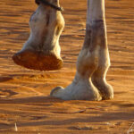 Like the giraffe, a dromedary moves both legs on one side of its body at the same time, swaying from side to side !