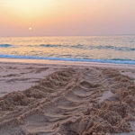 Les traces laissées par les tortues vertes sont plus ou moins visibles en fonction du type de sable. Ici c’est une trace descendante.