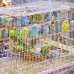 At the Nizwa cattle market there are cages filled with colorful budgerigars: green/yellow and blue/white.