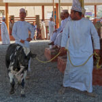 At the Nizwa cattle market two sellers lead their black and white cattle around a circle.