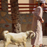 Ce vendeur promène à la longe sa chèvre aux longs poils blancs autour du kiosque du marché aux bestiaux de Nizwa.