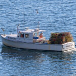 Sur la côte du parc national d’Acadia, le homardier chargé de casiers à homards vogue tranquillement. Des goélands virevoltent autour du bateau.