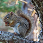 Un écureuil au pelage gris, avec des tons de brun à la tête et à la queue, savoure son repas. Il mange tous les jours même en hiver à raison de 900 gr de nourriture par semaine.