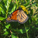Un papillon monarque butine une fleur jaune. Il est aisément reconnaissable à ses ailes orange vif couvertes de veines noires et bordées d'une bande noire à points blanc.