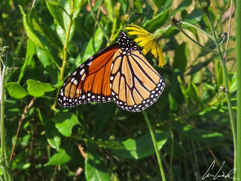 A monarch butterfly hunts for food. The monarch butterfly’s wings feature a recognizable bright orange with black veins in the center and black borders with small white dots at the edge.