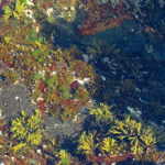 Sur les rochers qui entourent le phare de Bass Harbor, de nombreux trous d’eau renferment une vie marine abondante.