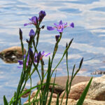 L’iris versicolor est l’iris le plus commun de l’est de l’Amérique du Nord. Les fleurs ont des teintes de bleu, de violet et de pourpre avec des marques blanches et jaunes.