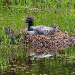 The common loon nests on the shores of Jordan Bond Lake. The size of a goose, this bird has red-brown eyes and a black dagger-like bill evenly tapered.