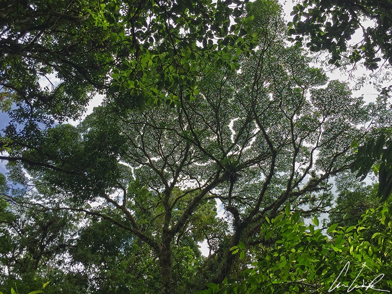 Dans les forêts tropicales humides du Costa Rica, la végétation est dense et arborée et haute. Vue du sol, la canopée semble dense et jointive.