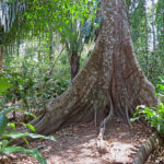 Le tronc des grands arbres de la forêt tropicale est cylindrique et s’ornemente à sa base de grandes lames aplaties, de plusieurs mètres de haut.